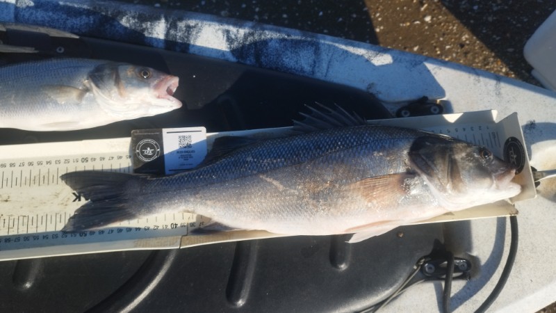 Fish Measure Picture